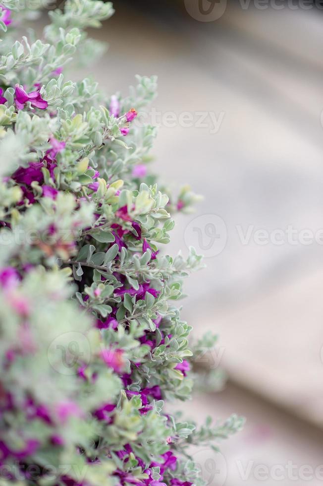 fleurs violettes d'arbres à feuilles blanches la beauté de la nature photo