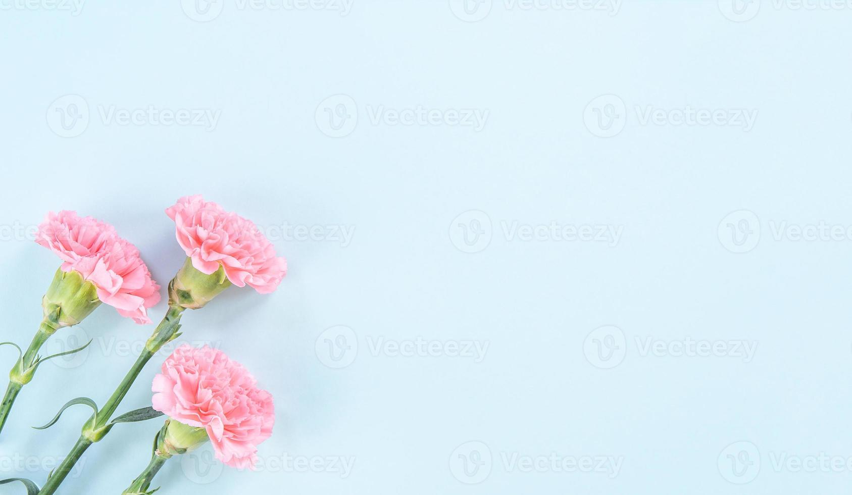 beaux oeillets tendres de couleur rose bébé en fleurs fraîches isolés sur fond bleu clair, concept de conception de remerciements pour la fête des mères photo