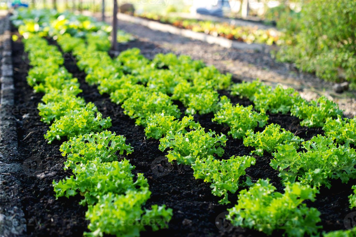 potager d'agriculteurs sans agriculteurs concept de potager, de cuisine et d'aliments non toxiques photo