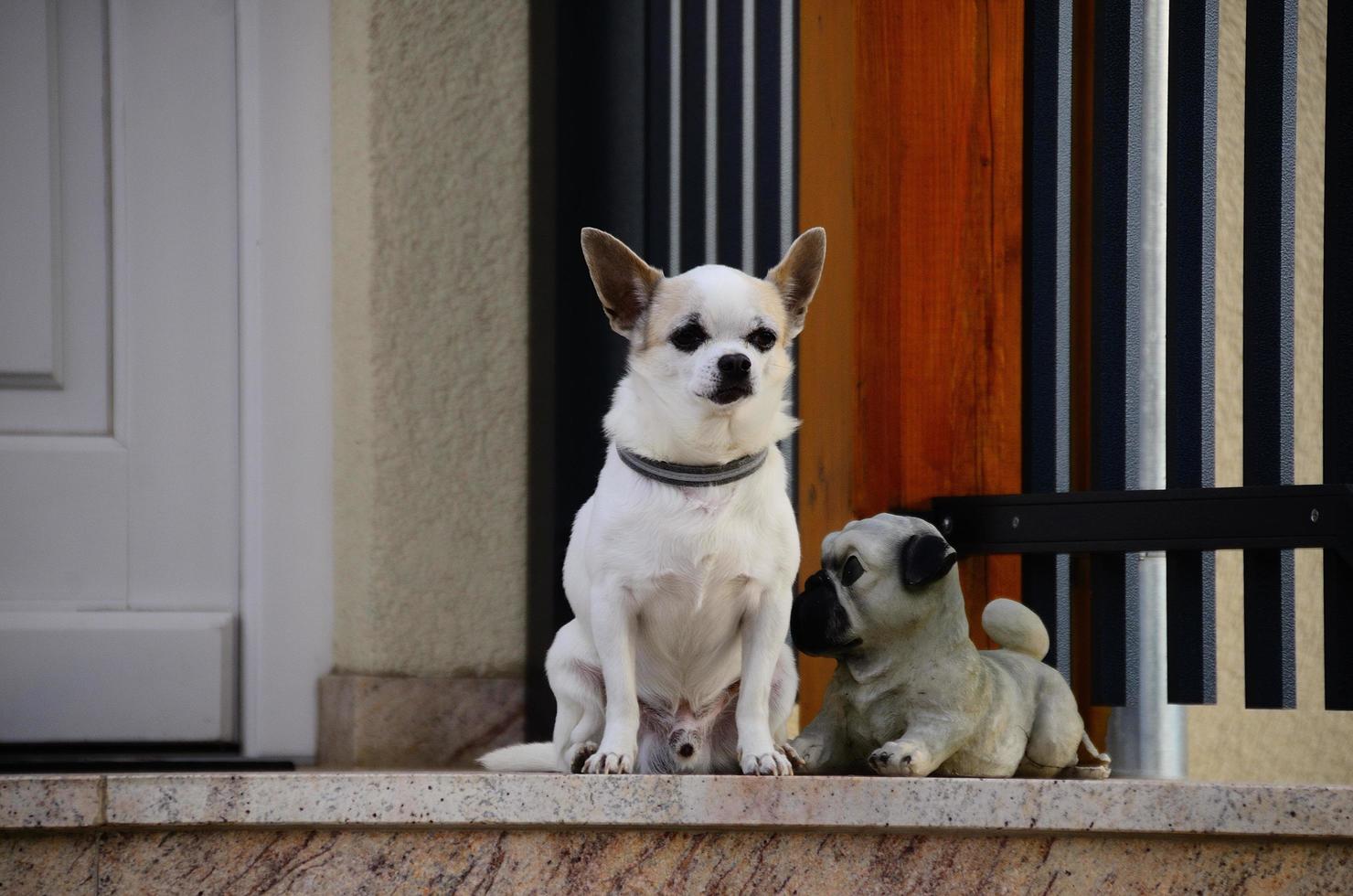 chien vrai et faux photo