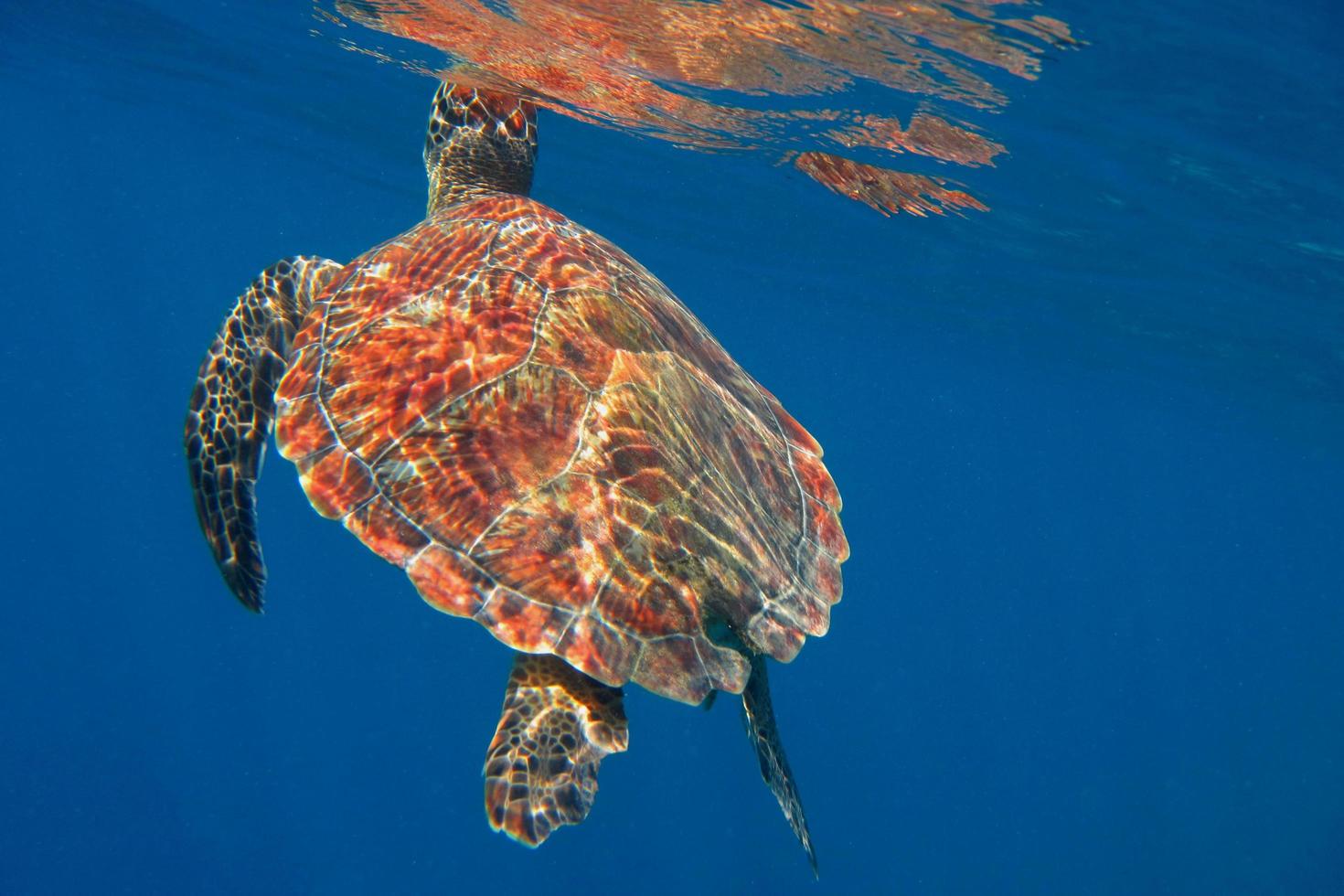 tortue imbriquée à bout de souffle photo