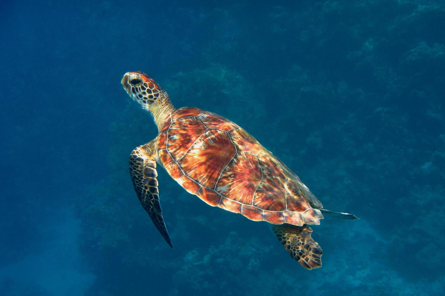 tortue imbriquée de côté photo