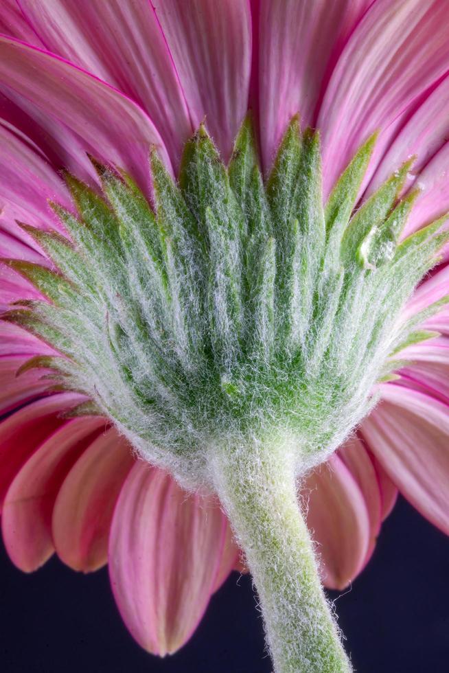 le dessous d'une fleur de gerbera rose vif photo