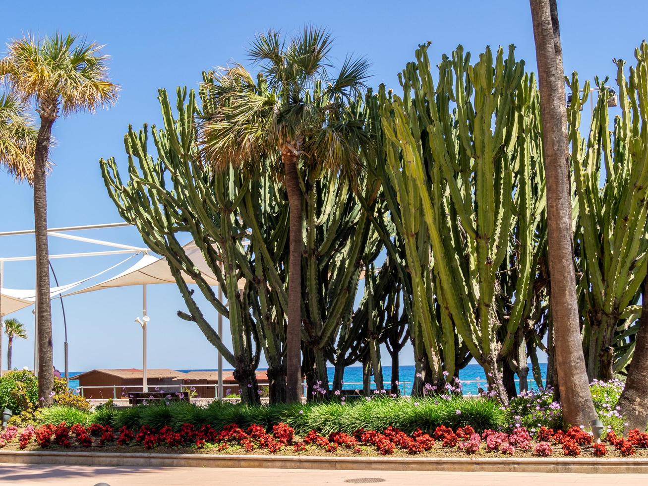 cactus poussant à estepona espagne le 5 mai 2014 photo