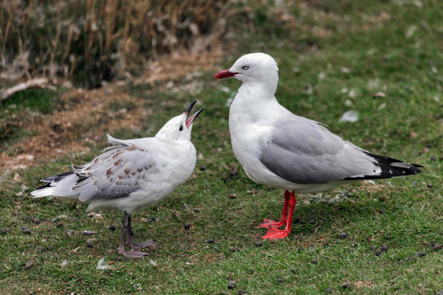 Goéland à bec rouge adulte avec poussin photo