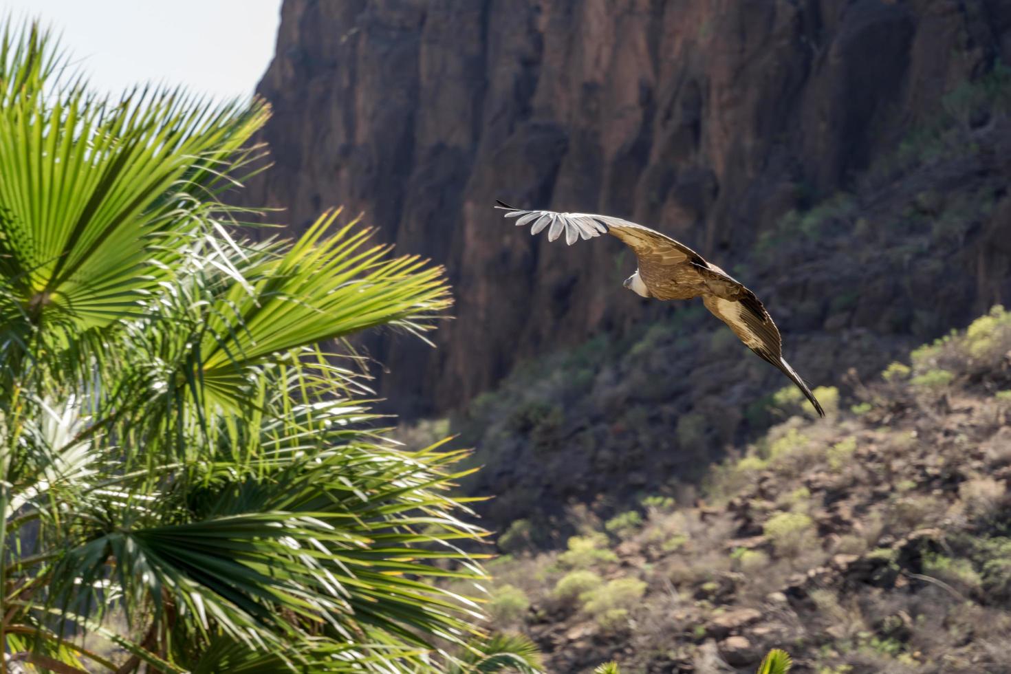 maspalomas, gran canaria, espagne, 2022. vautour fauve en vol au parc palmitos, maspalomas, gran canaria, îles canaries, espagne le 8 mars 2022 photo