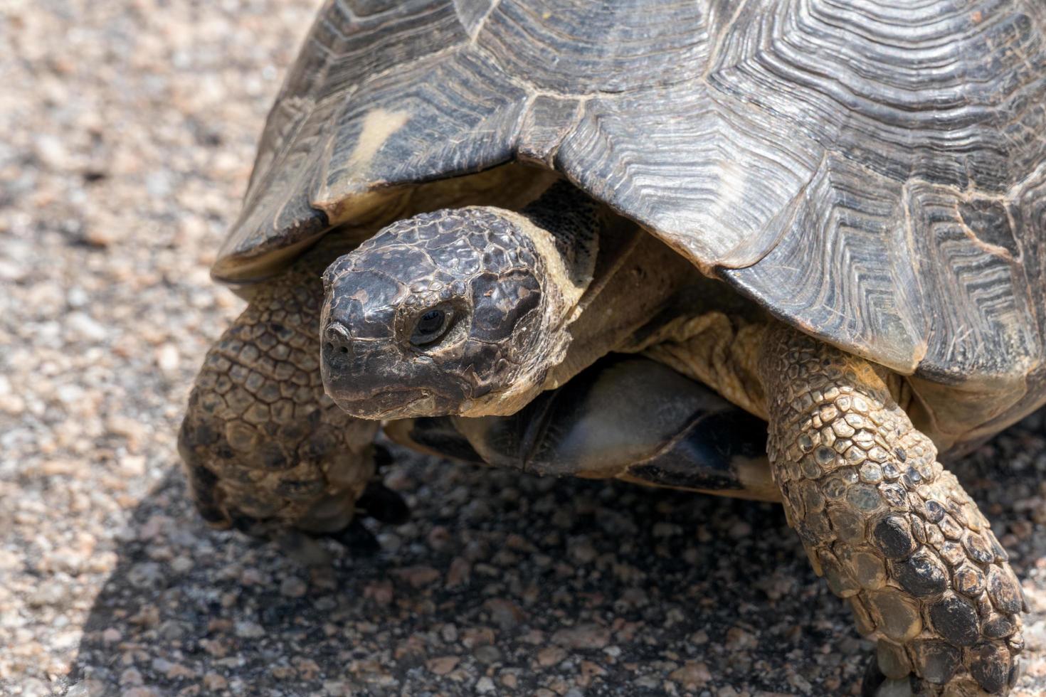 tortue marginale sarde photo