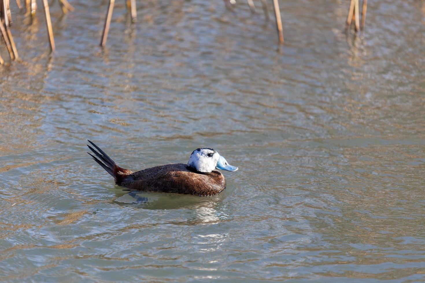 canard à tête blanche nageant sur un lac photo