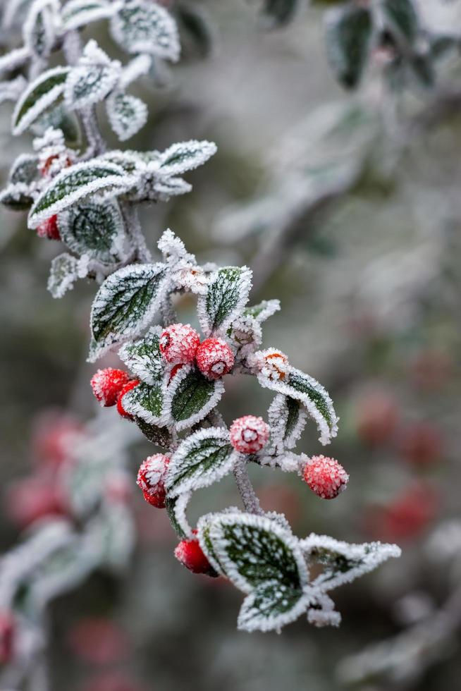 baies rouges de cotoneaster couvertes de givre par une froide journée d'hiver photo