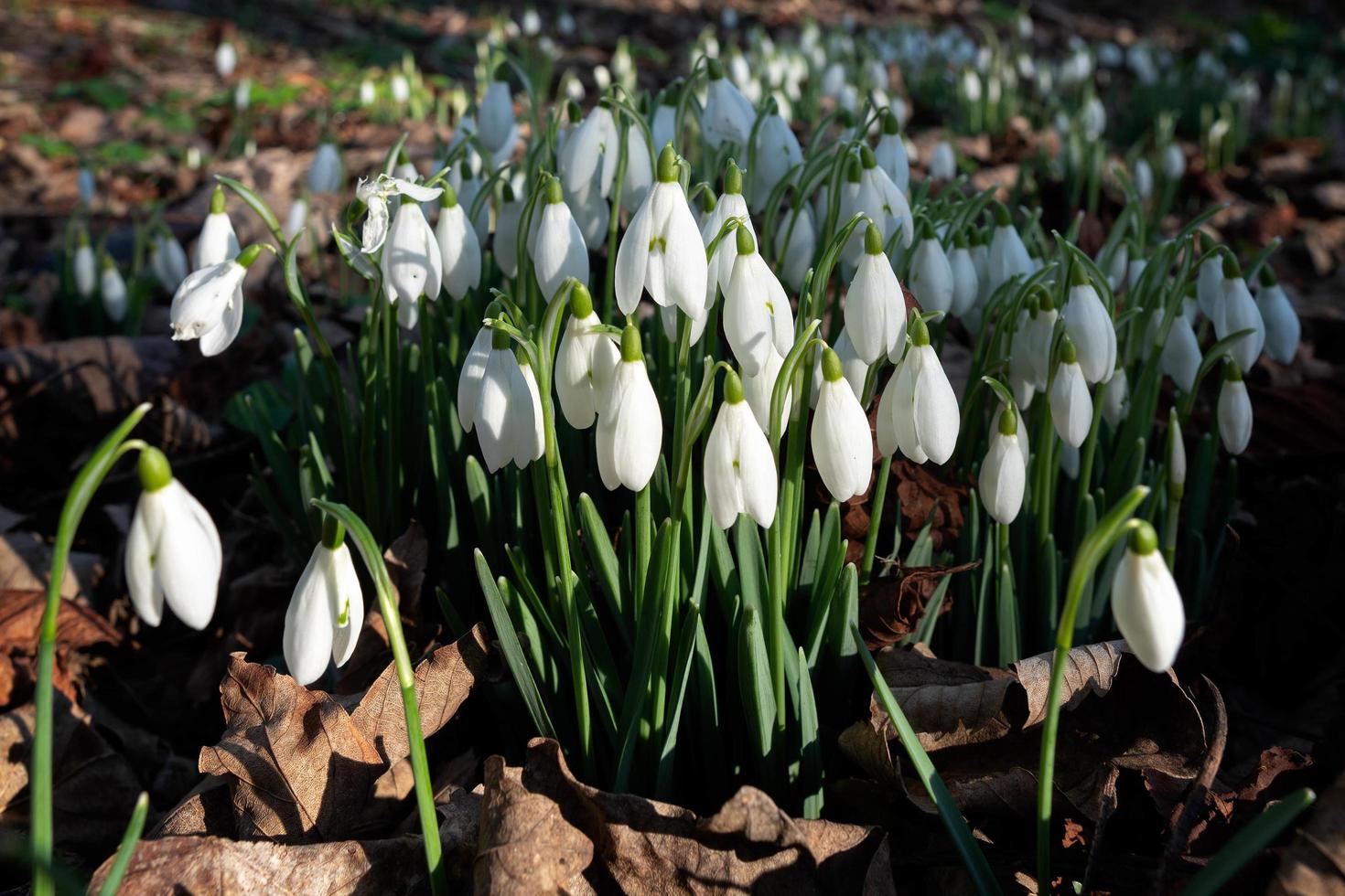 La floraison des perce-neige en janvier à Folkington East Sussex photo