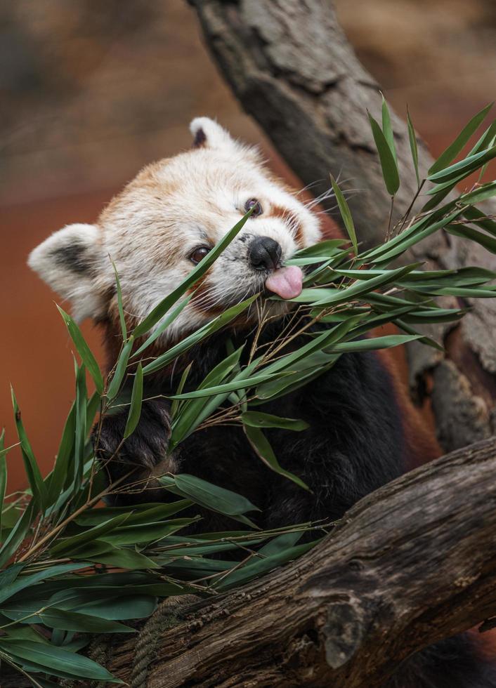 panda rouge mangeant photo