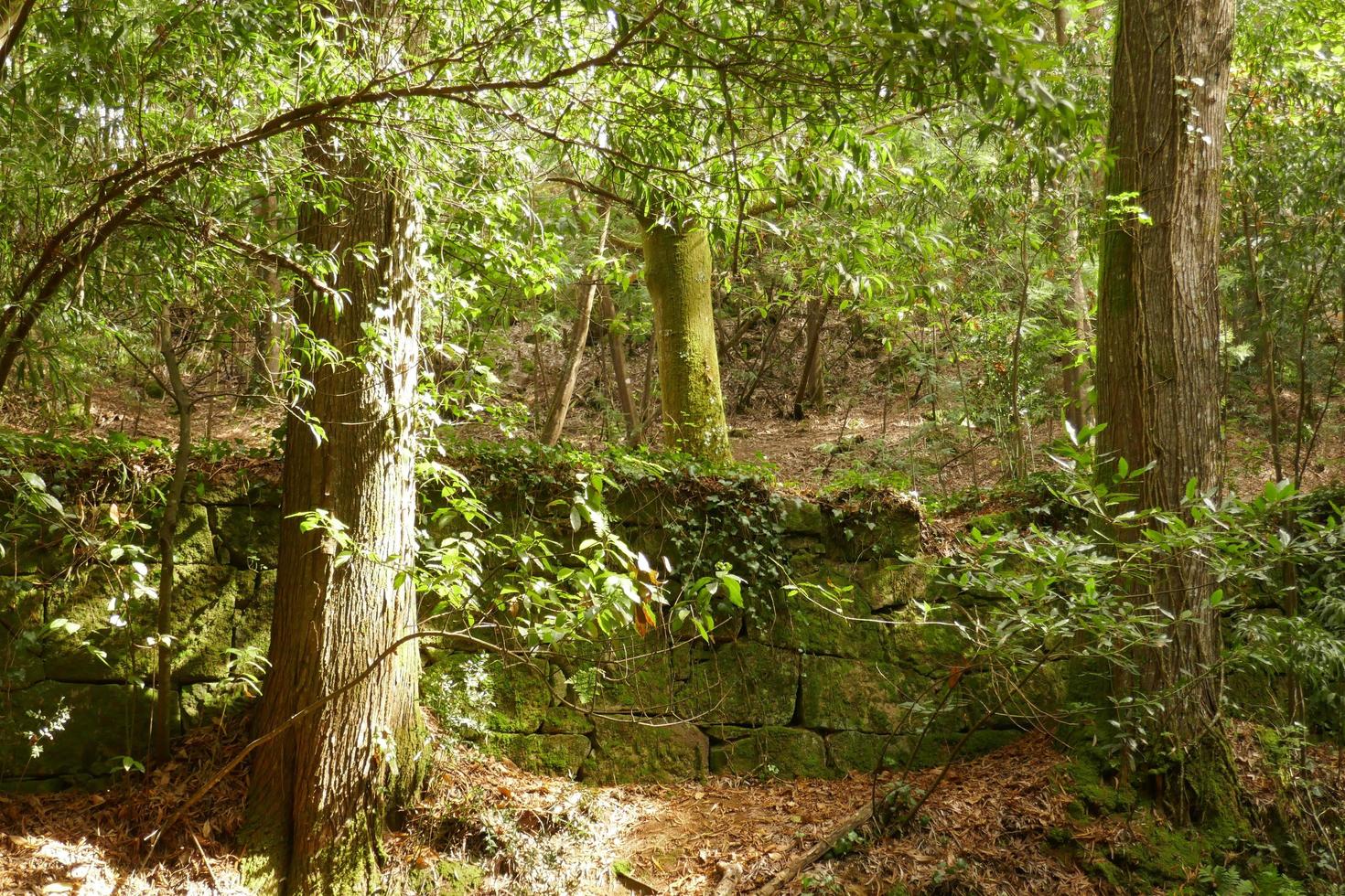 photos du bois enchanté à cangas, pontevedra