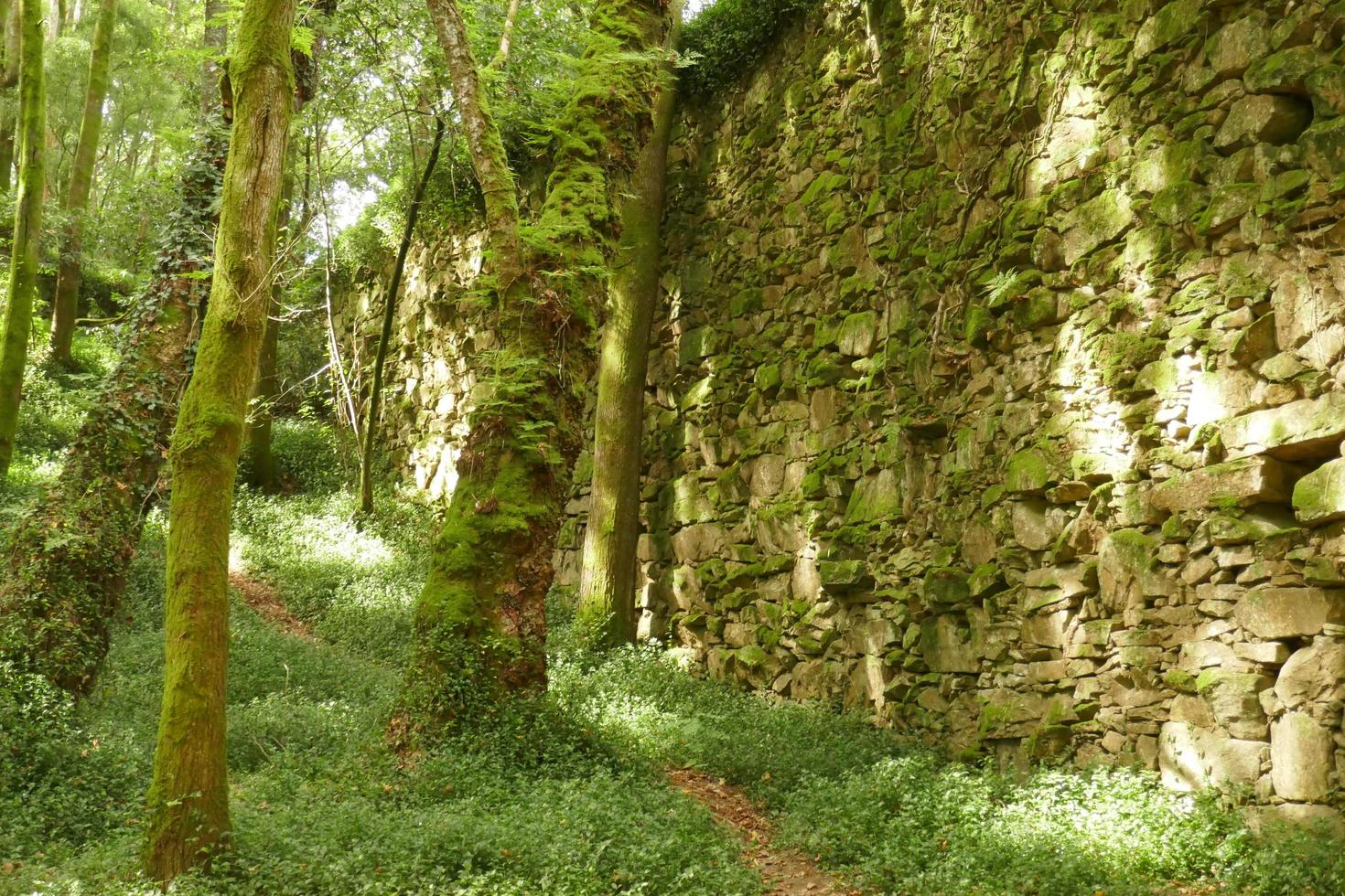 photos du bois enchanté à cangas, pontevedra