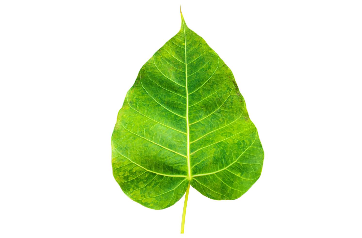 feuille de ficus religiosa isolée avec chemins de détourage. photo