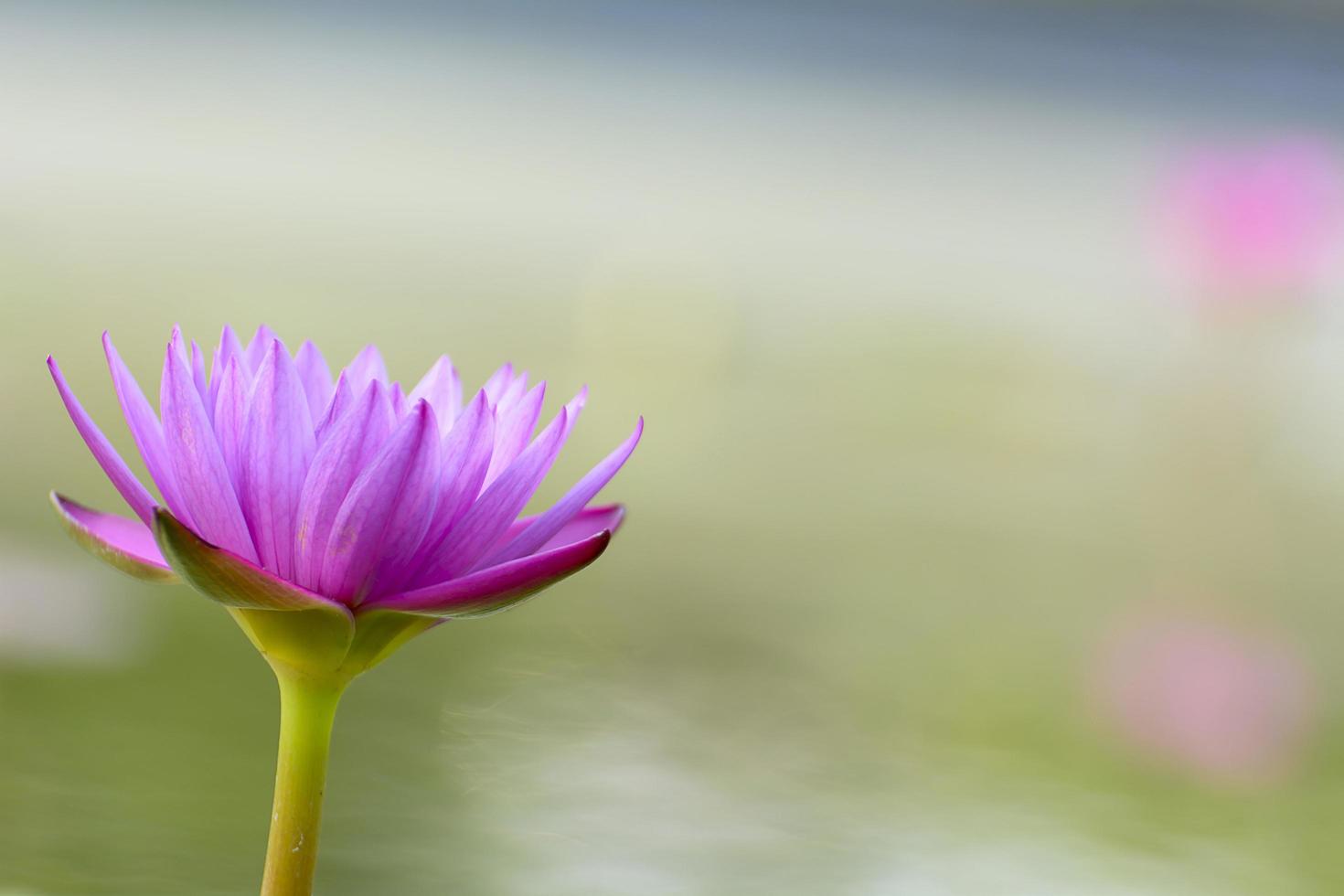 lotus aux multiples couleurs et magnifique dans les étangs. photo