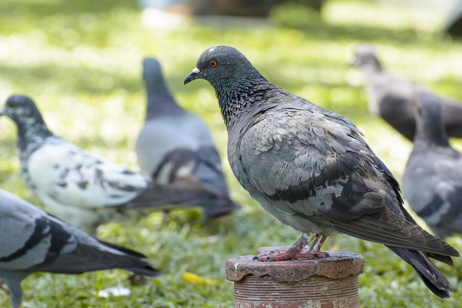 le pigeon dans un fond de nature. photo