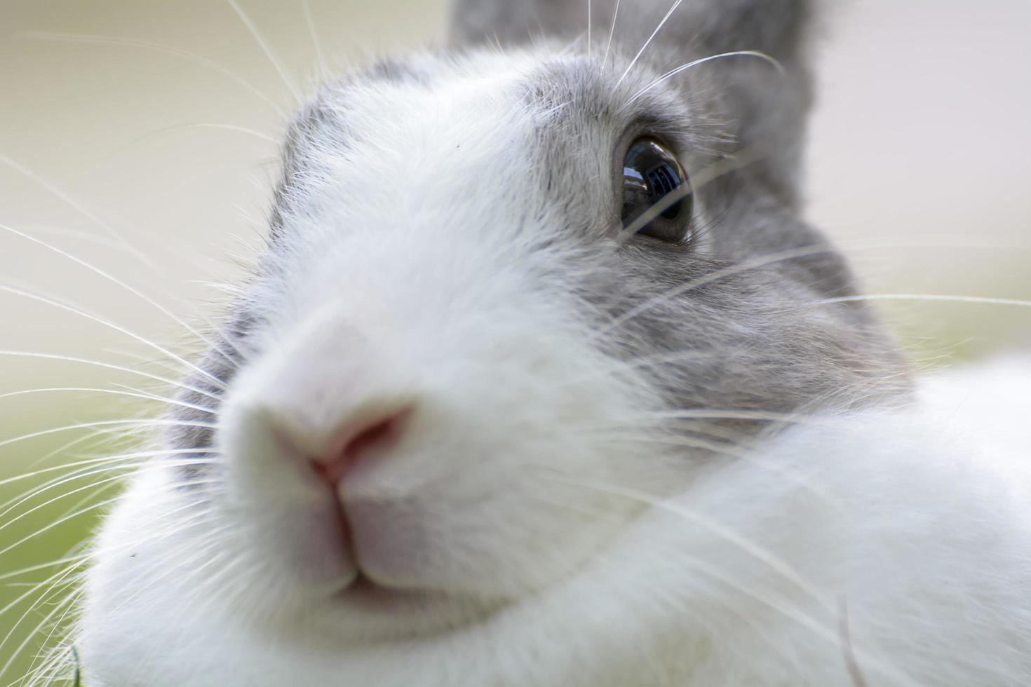 les lapins sont de petits mammifères. lapin est un nom familier pour un lapin. photo