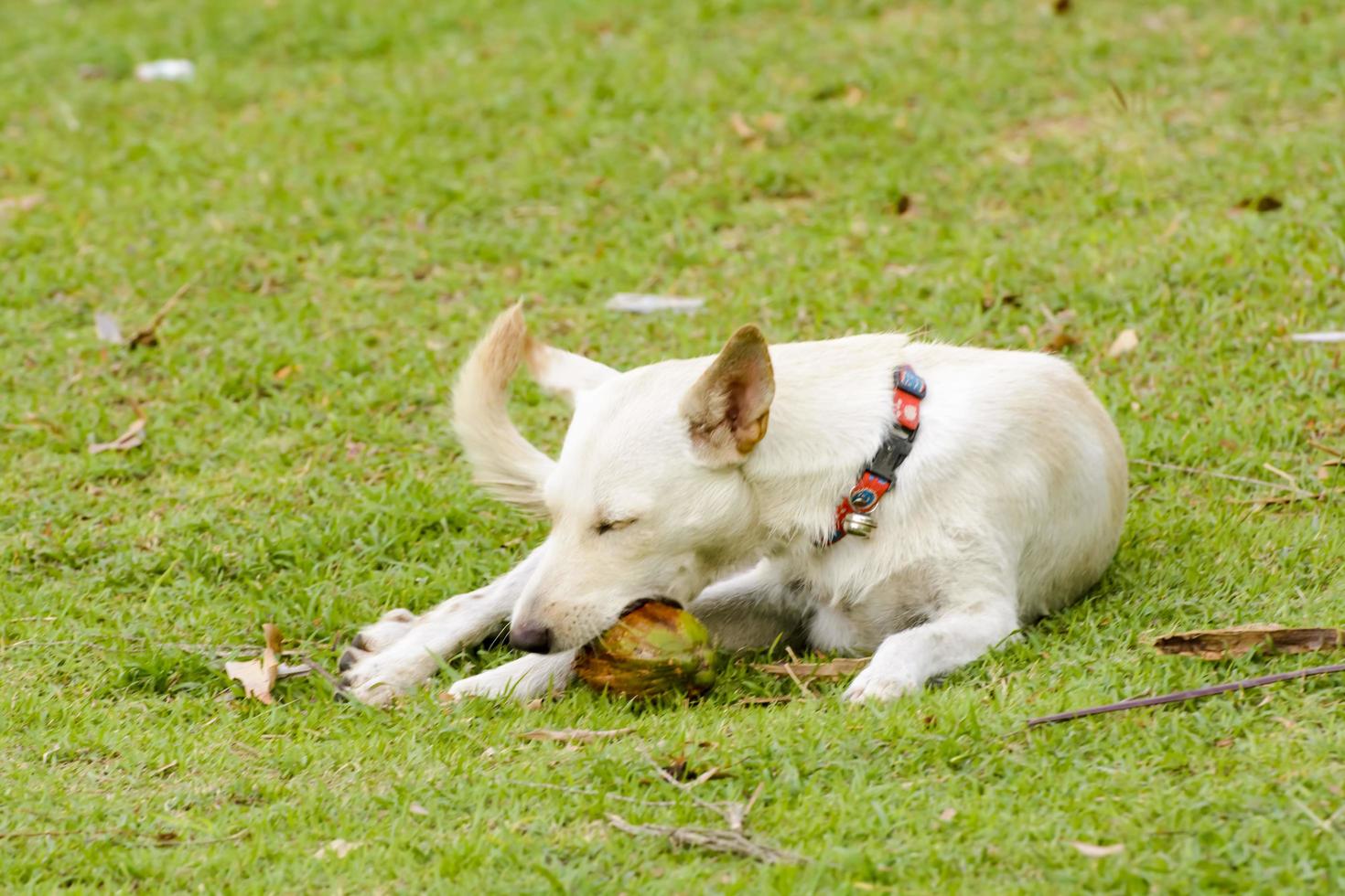 le chien joue avec la noix de coco que c'est amusant. photo