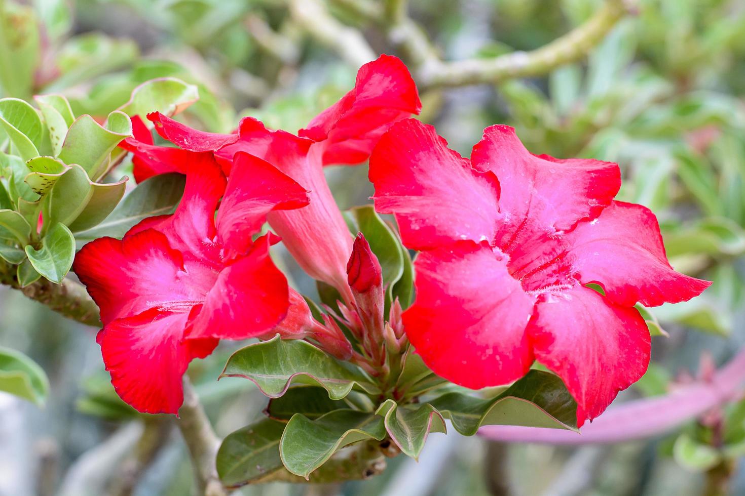 la rose du désert est une fleur aux couleurs vives. les roses du désert sont des fleurs thaïlandaises. photo