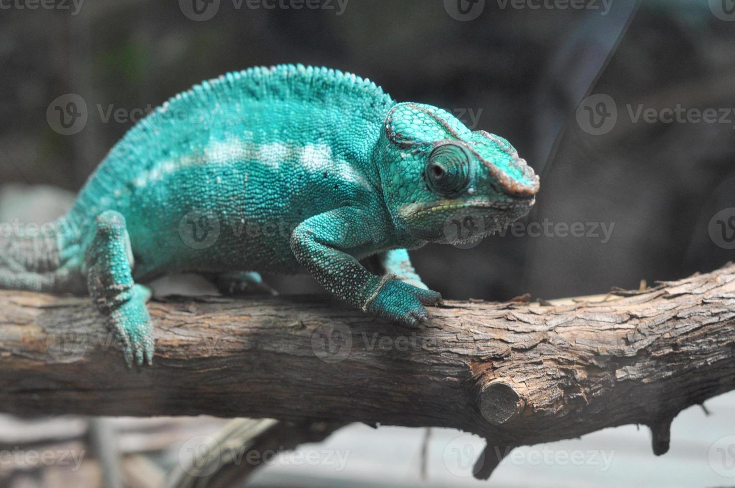 lézard caméléon de la famille des chamaeleonidae photo