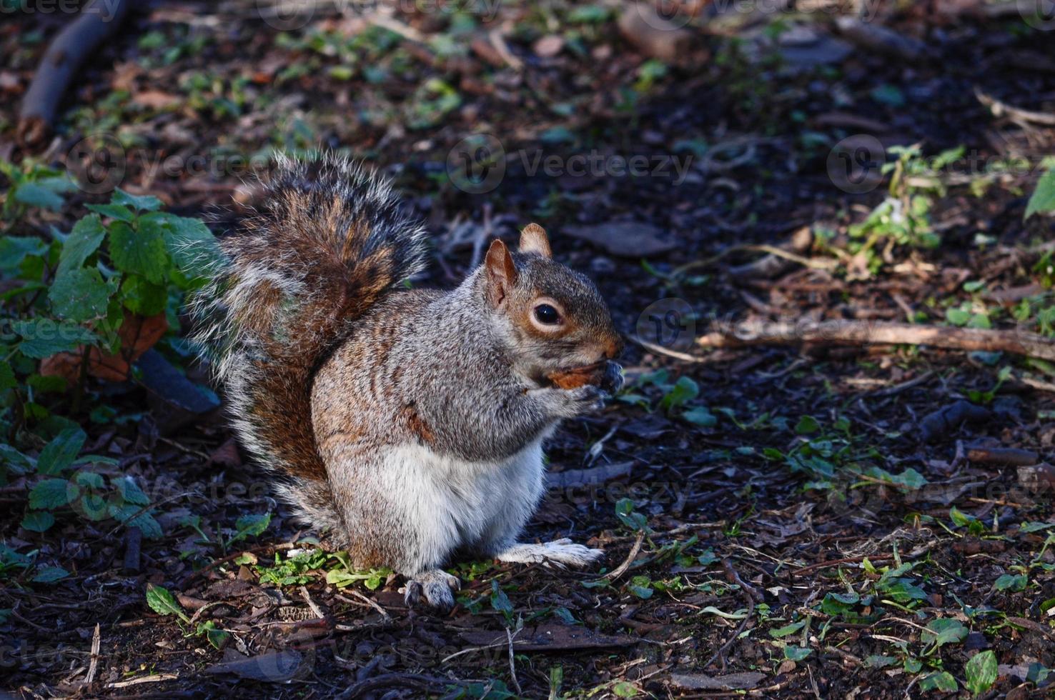 animal mammifère écureuil roux photo