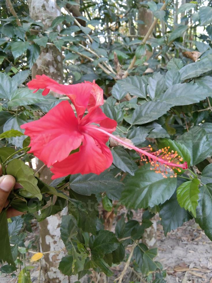 fleur d'hibiscus rouge photo