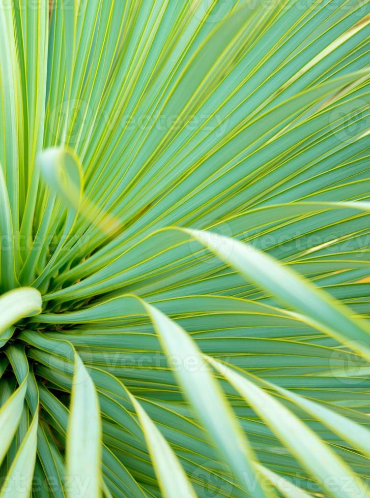 gros plan de plante succulente de yucca, épine et détail sur les feuilles de yucca à feuilles étroites photo