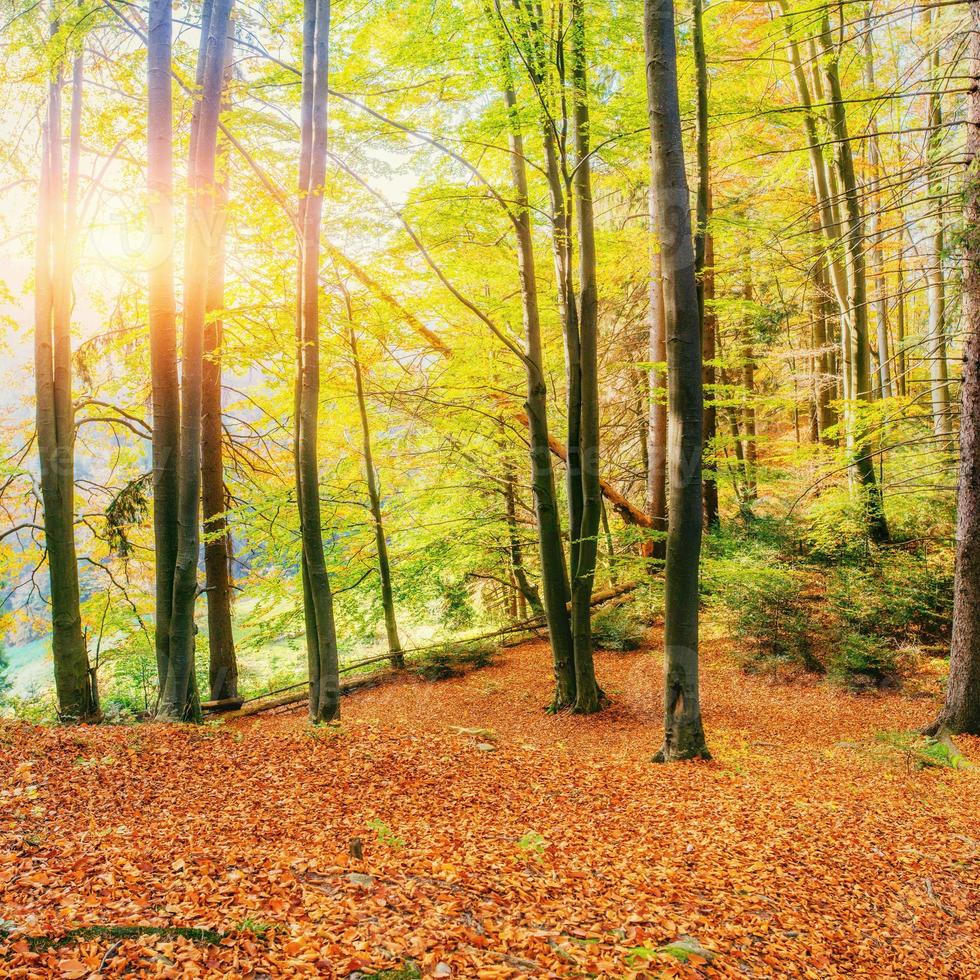 route forestière à l'automne. paysage. Ukraine. L'Europe  photo