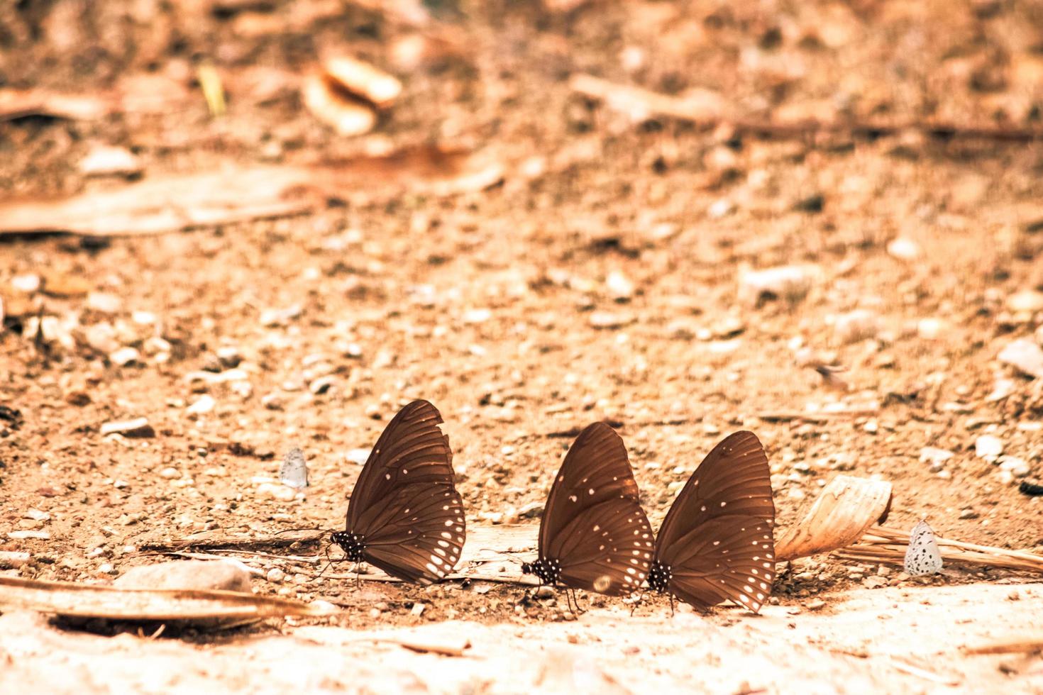insectes papillons volant autour du sel dans la forêt de l'environnement naturel. fond de nature de la faune animale. photo