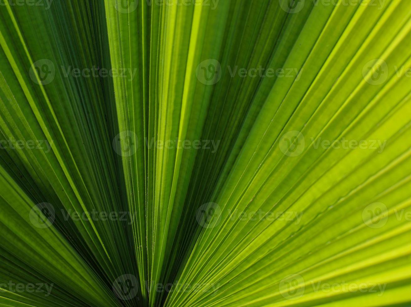 fond de nature feuille de palmier photo