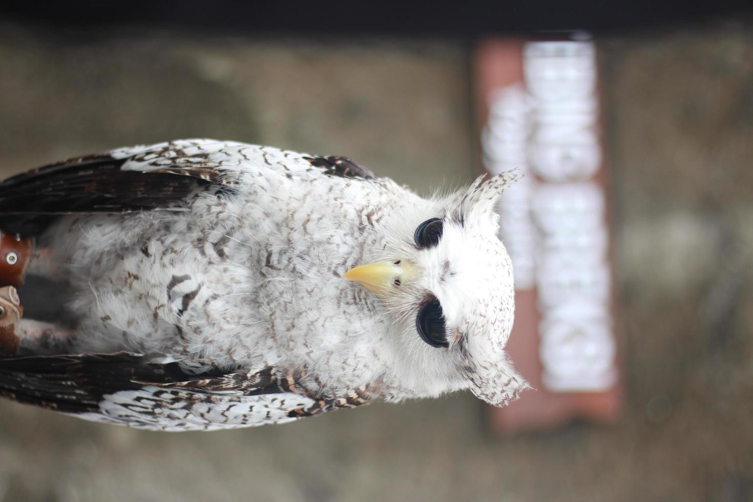 grand hibou blanc photo