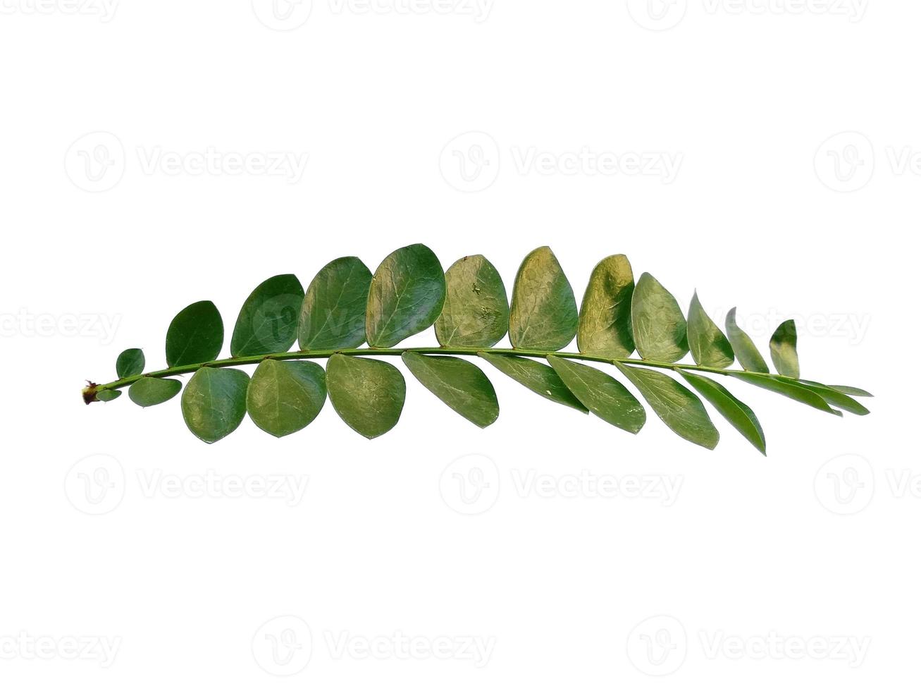 plante verte ou feuille verte isolée sur fond blanc photo