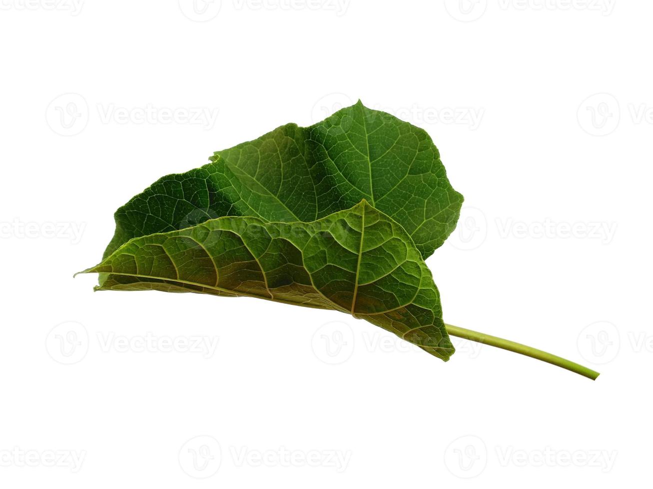 feuille de ricinus communis isolé sur fond blanc photo