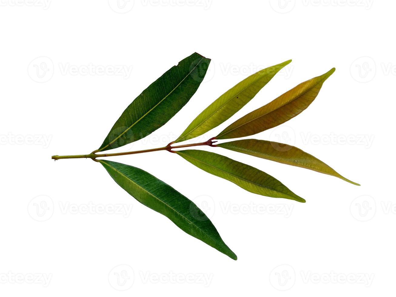 Syzygium oleana arbre ou feuille sur fond blanc photo