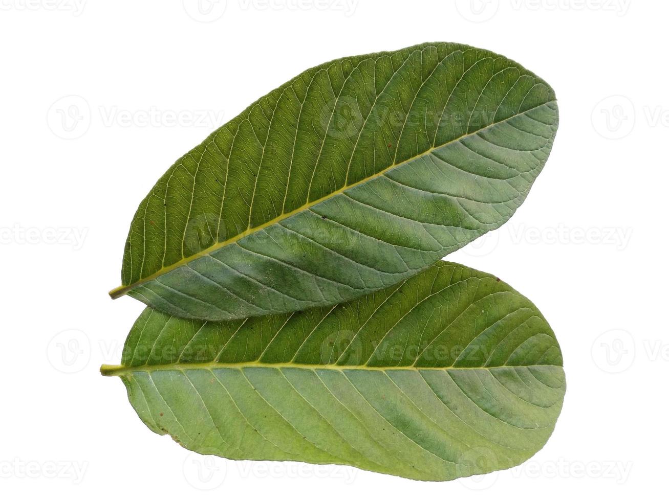 Feuille de psidium guajava ou feuilles de goyave isolées sur fond blanc photo