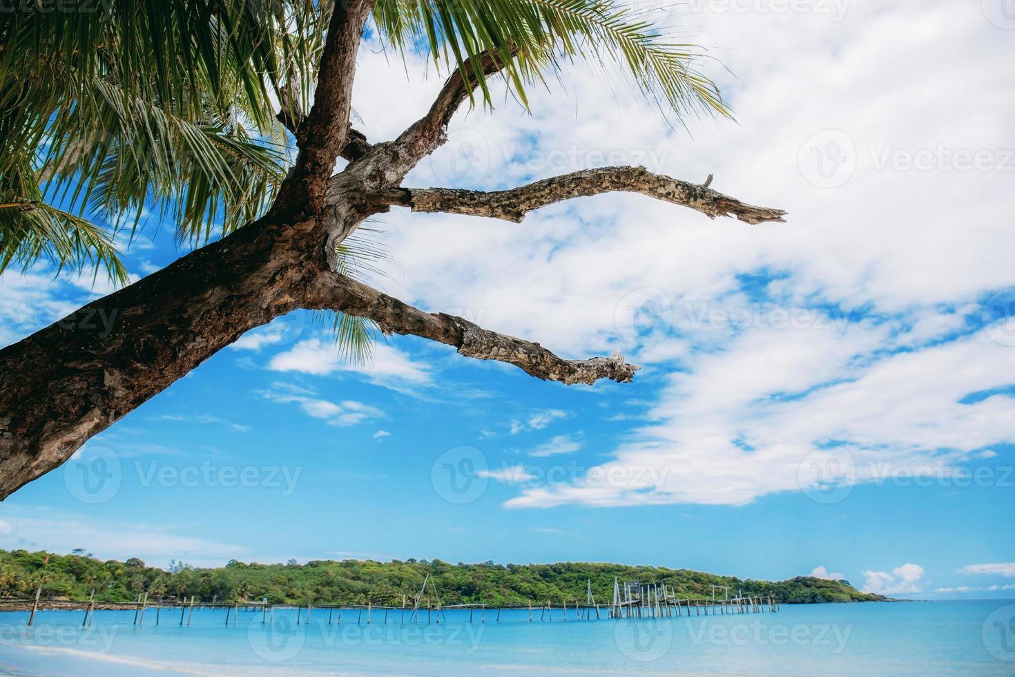 arbre sec sur la plage au ciel. photo