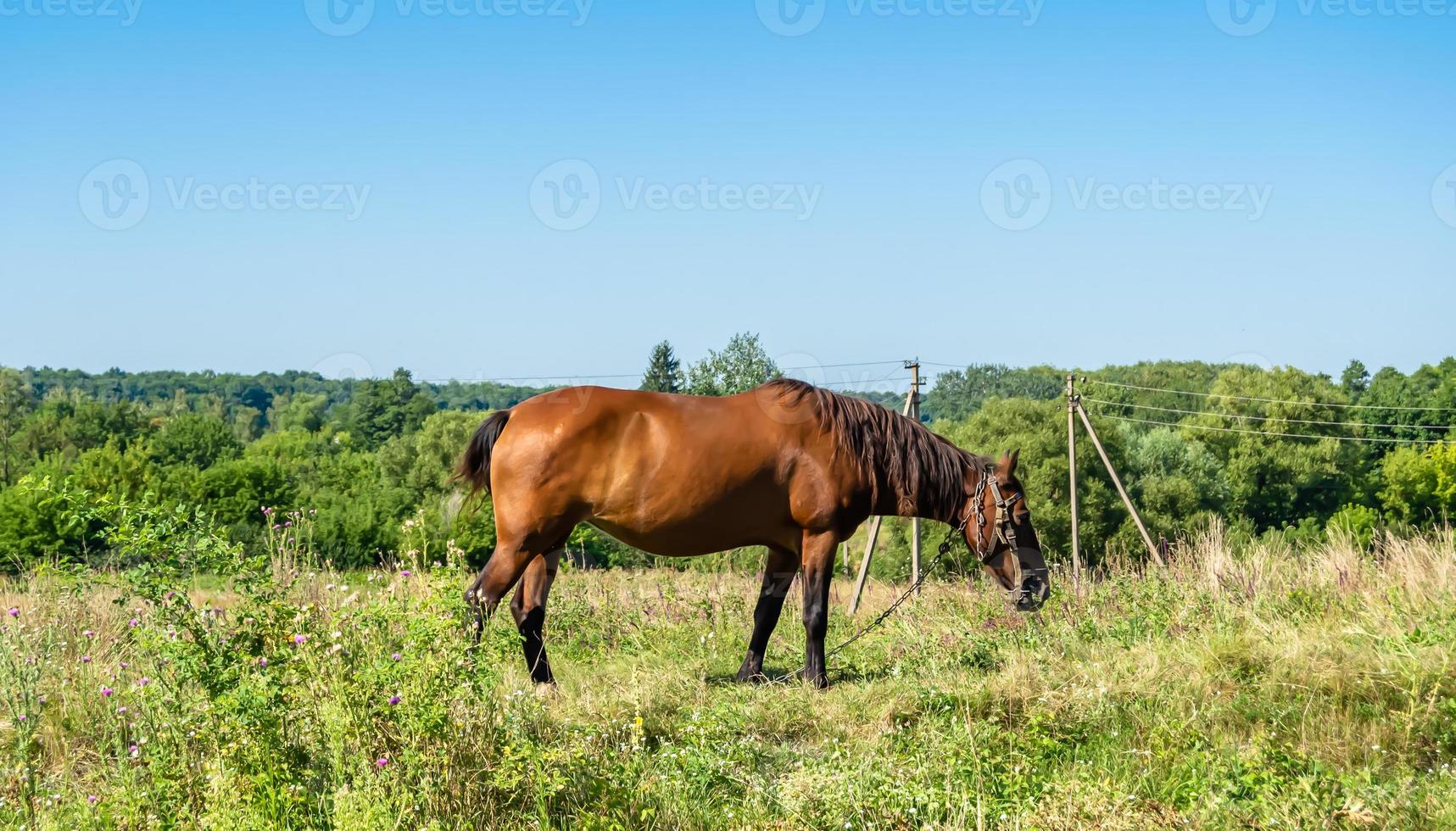 Bel étalon cheval brun sauvage sur la prairie de fleurs d'été photo