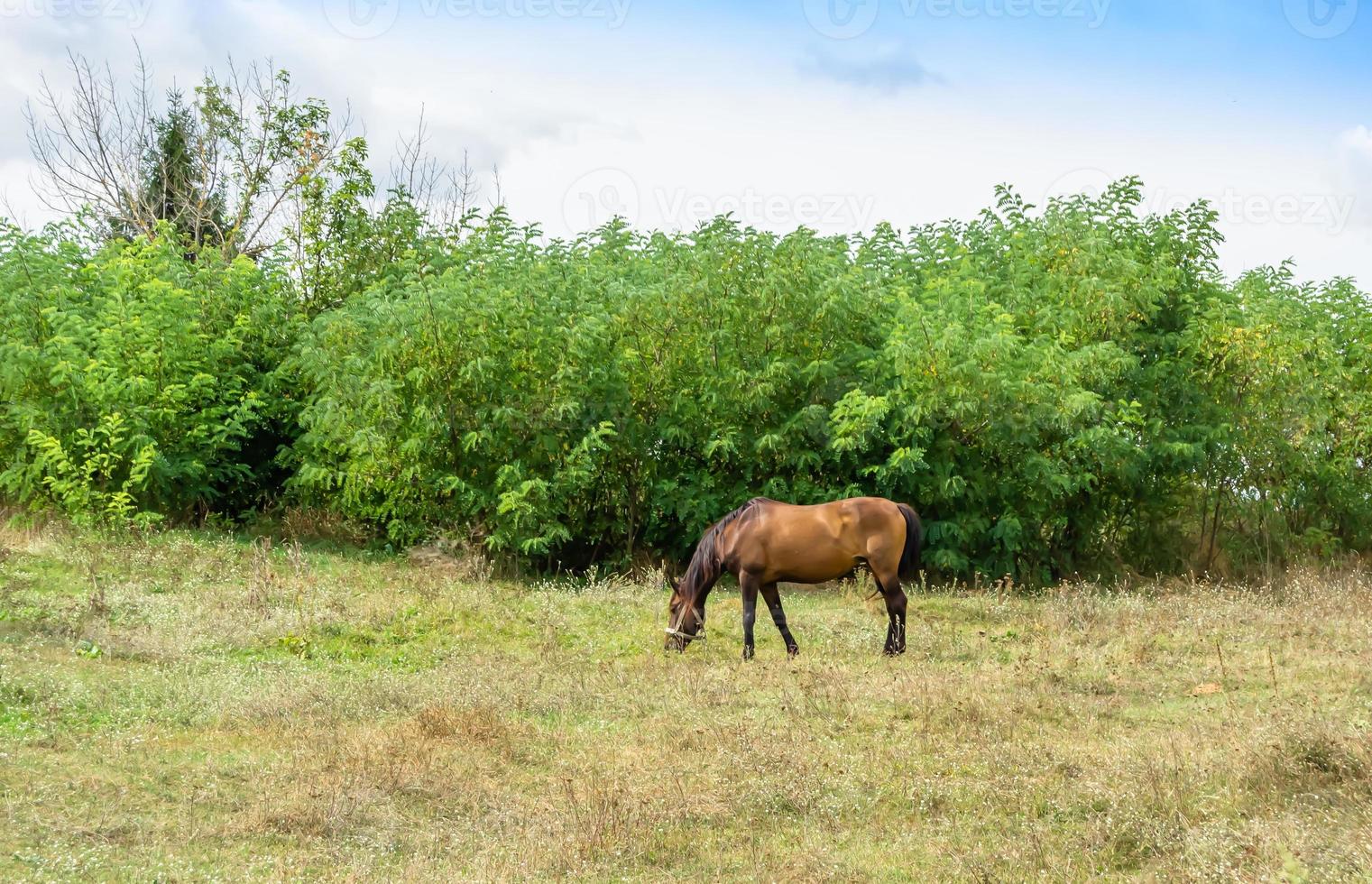 Bel étalon cheval brun sauvage sur la prairie de fleurs d'été photo