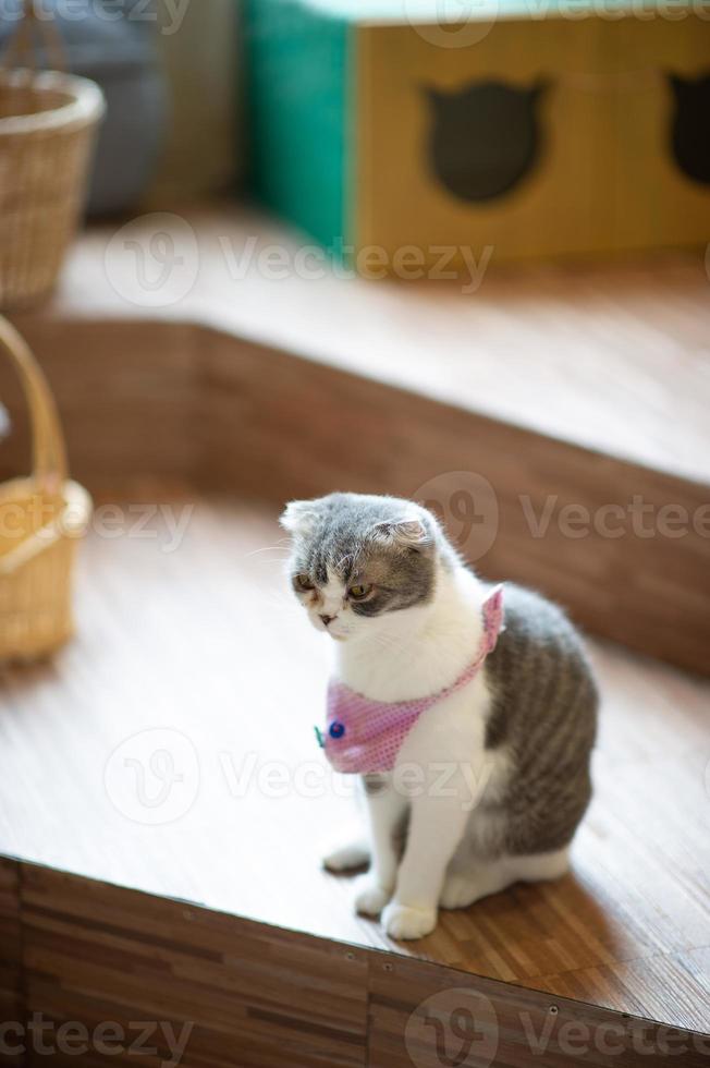 un chat mignon est dans la maison d'un chat. photo