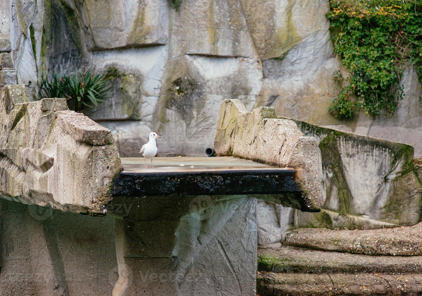 mouette dans le zoo artis d'amsterdam photo