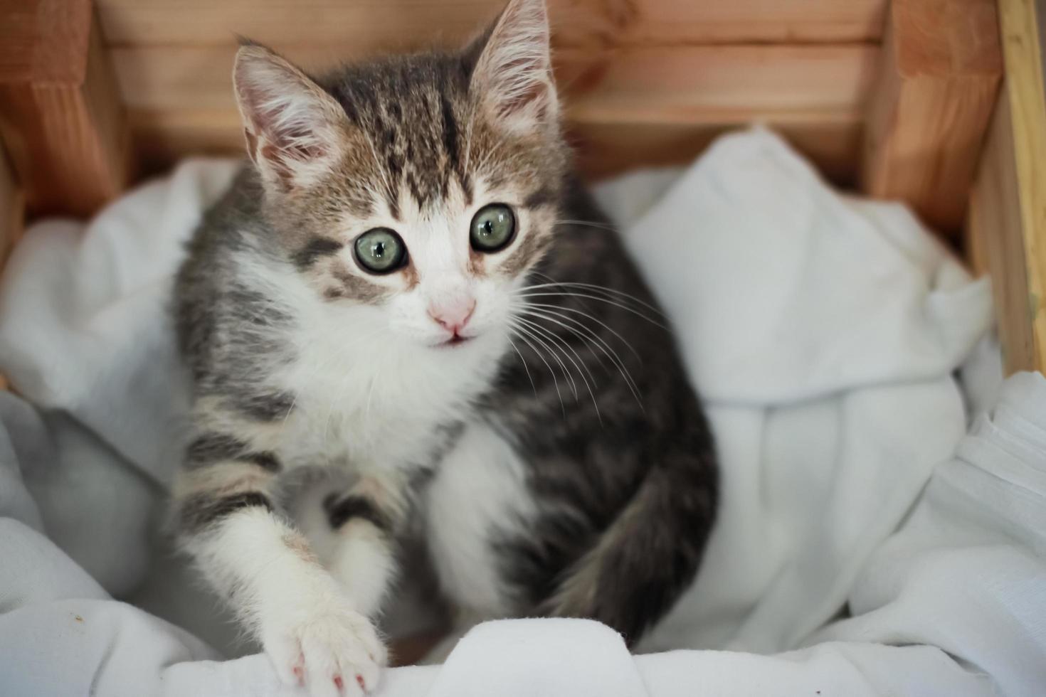 chat debout à l'intérieur de la boîte regardant vers le haut photo