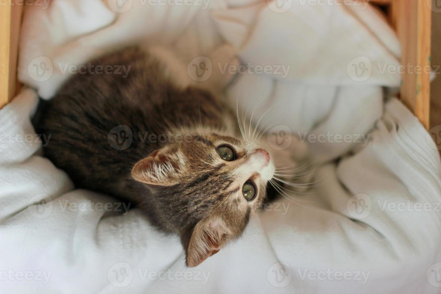 bébé chat gris debout à l'intérieur de la boîte regardant vers le haut photo