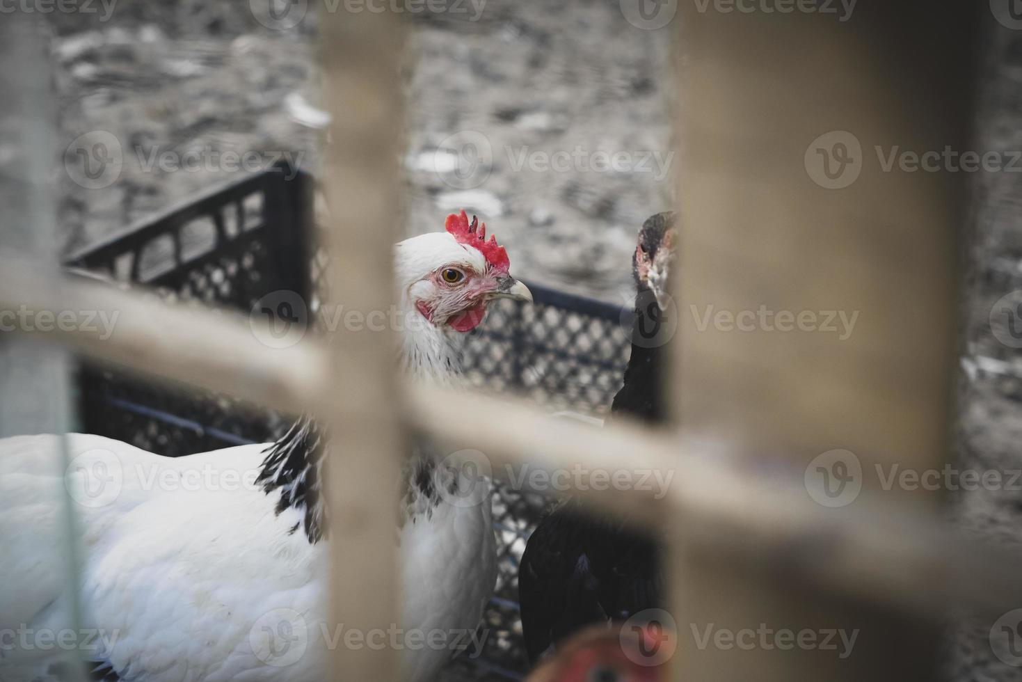 poulets de ferme blancs regardant curieusement la caméra photo