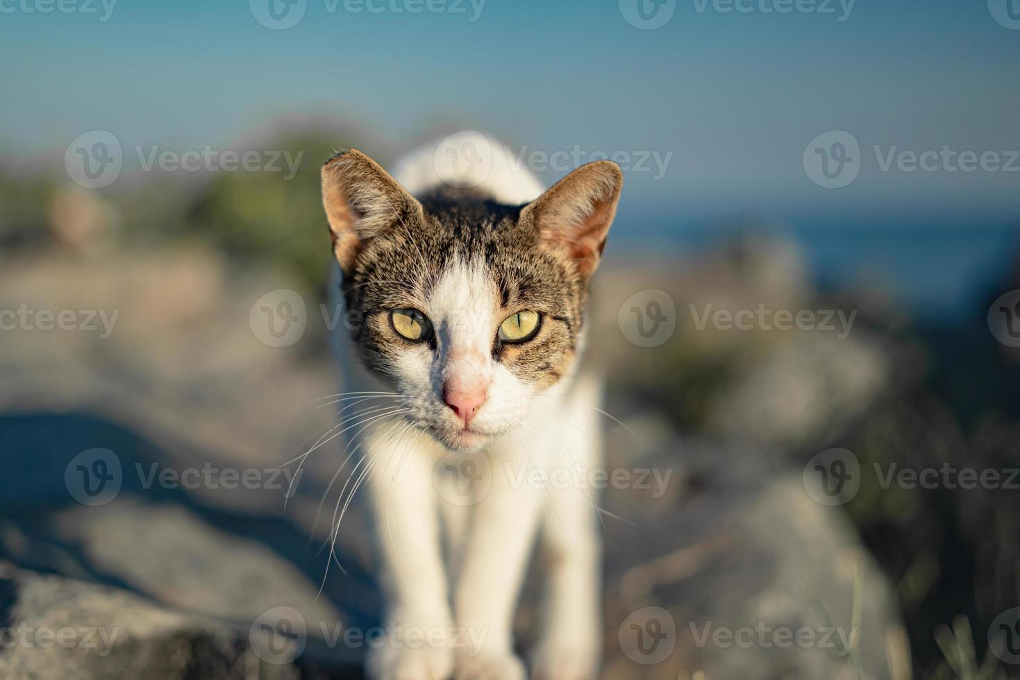 chat regardant directement la caméra sur les rochers photo