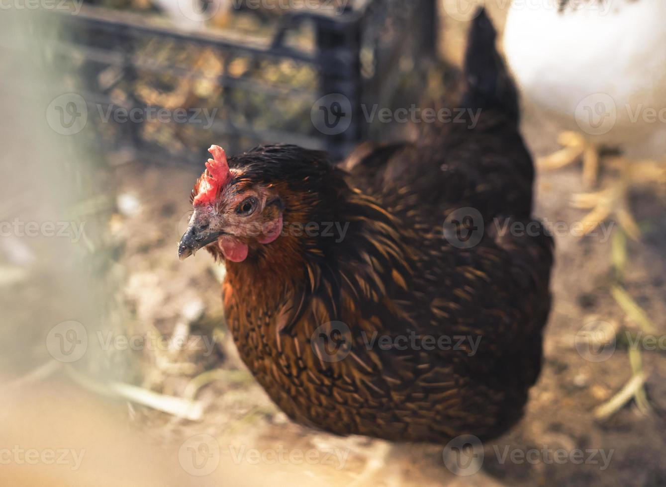 poulets de ferme brun rouge regardant curieusement la caméra derrière les clôtures photo