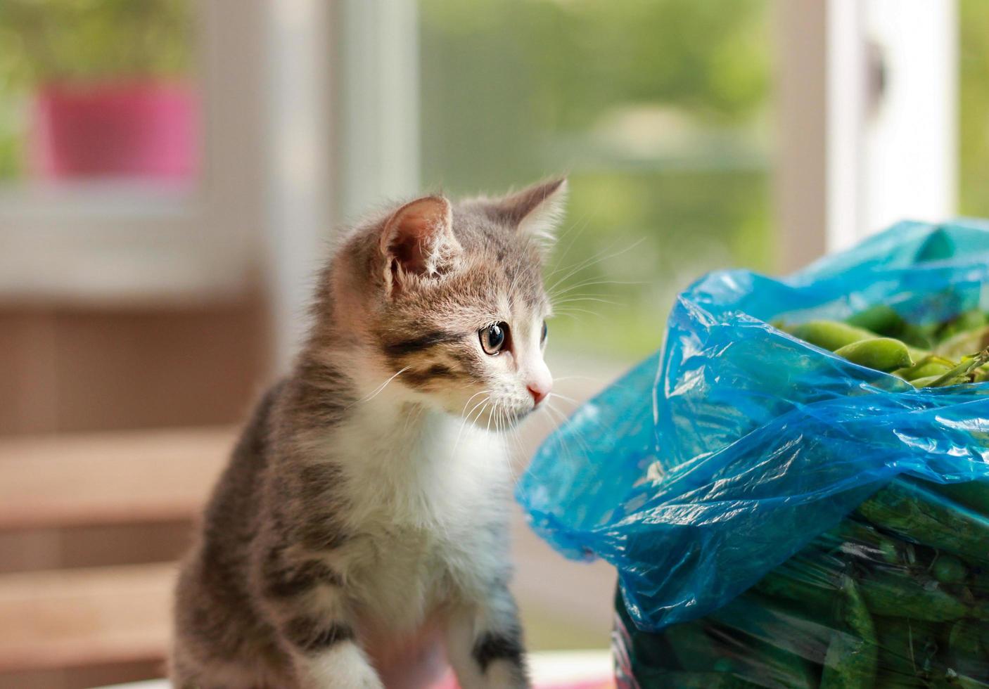 mignon bébé chaton chat gris est assis près de haricots verts photo