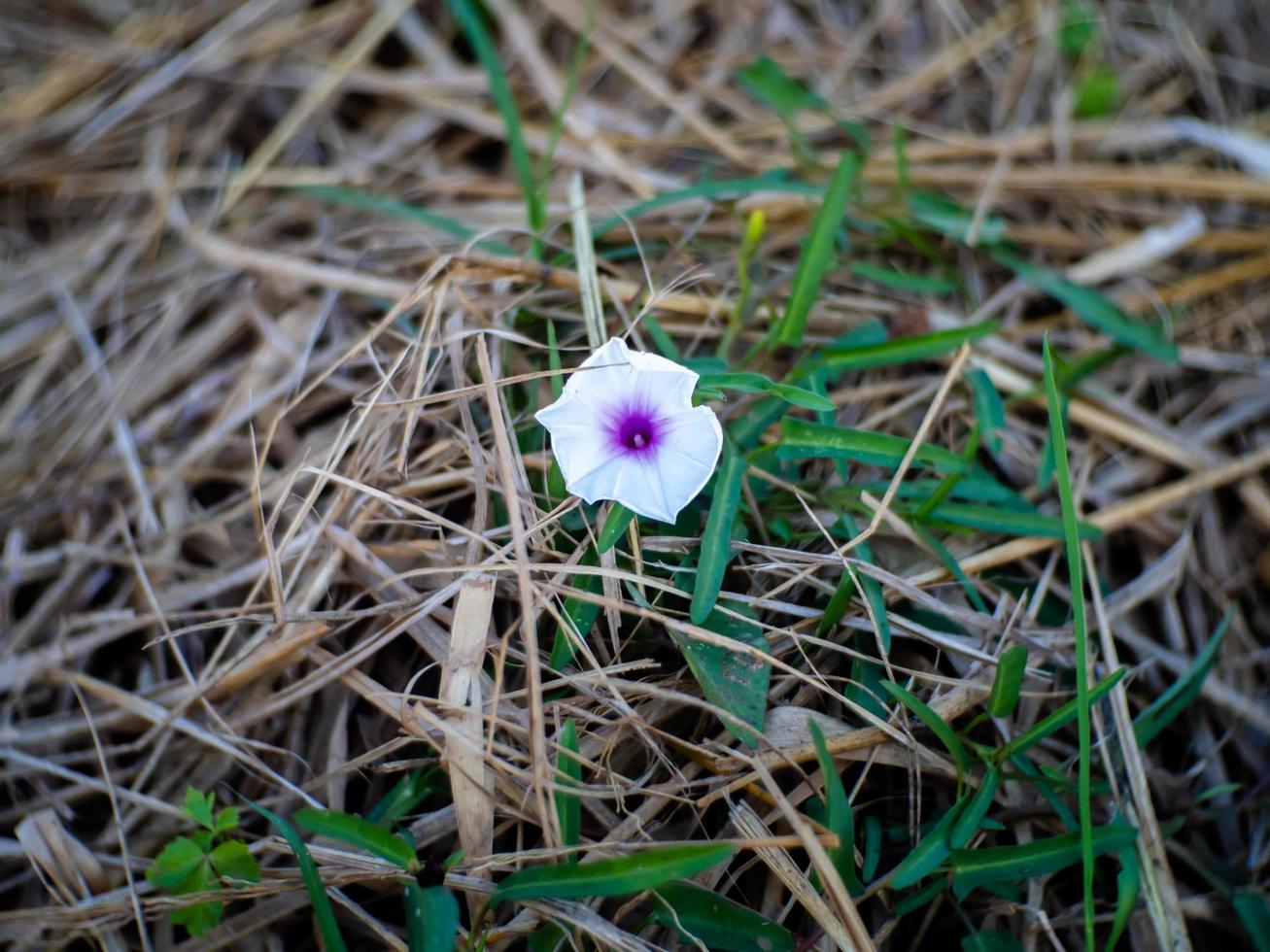 paille et fleur photo