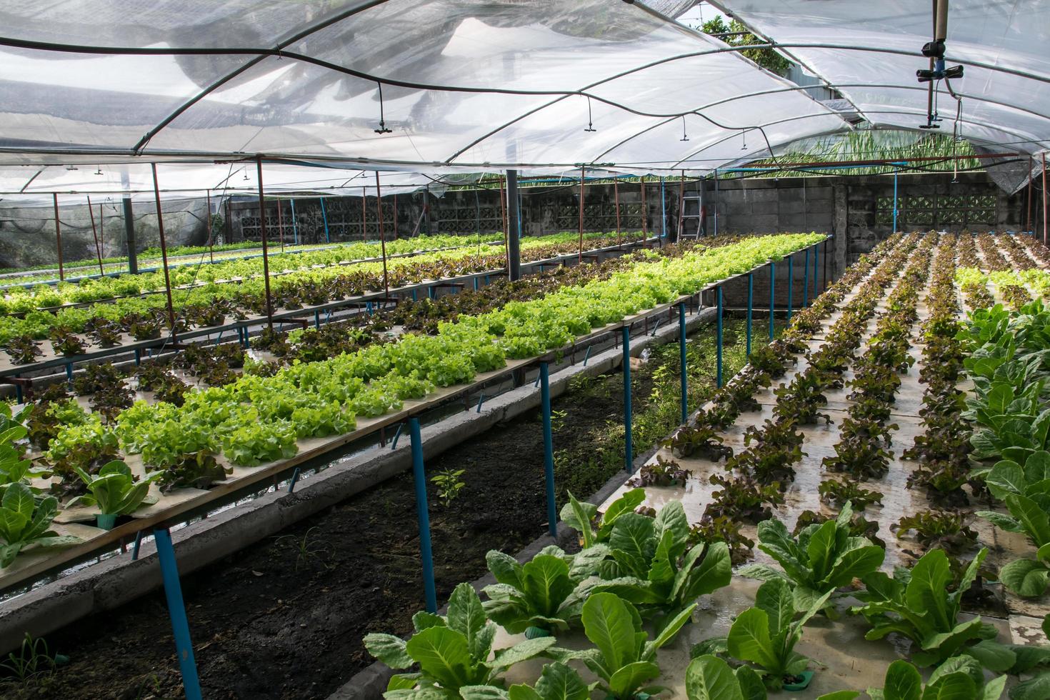 légumes hydroponiques poussant en serre photo