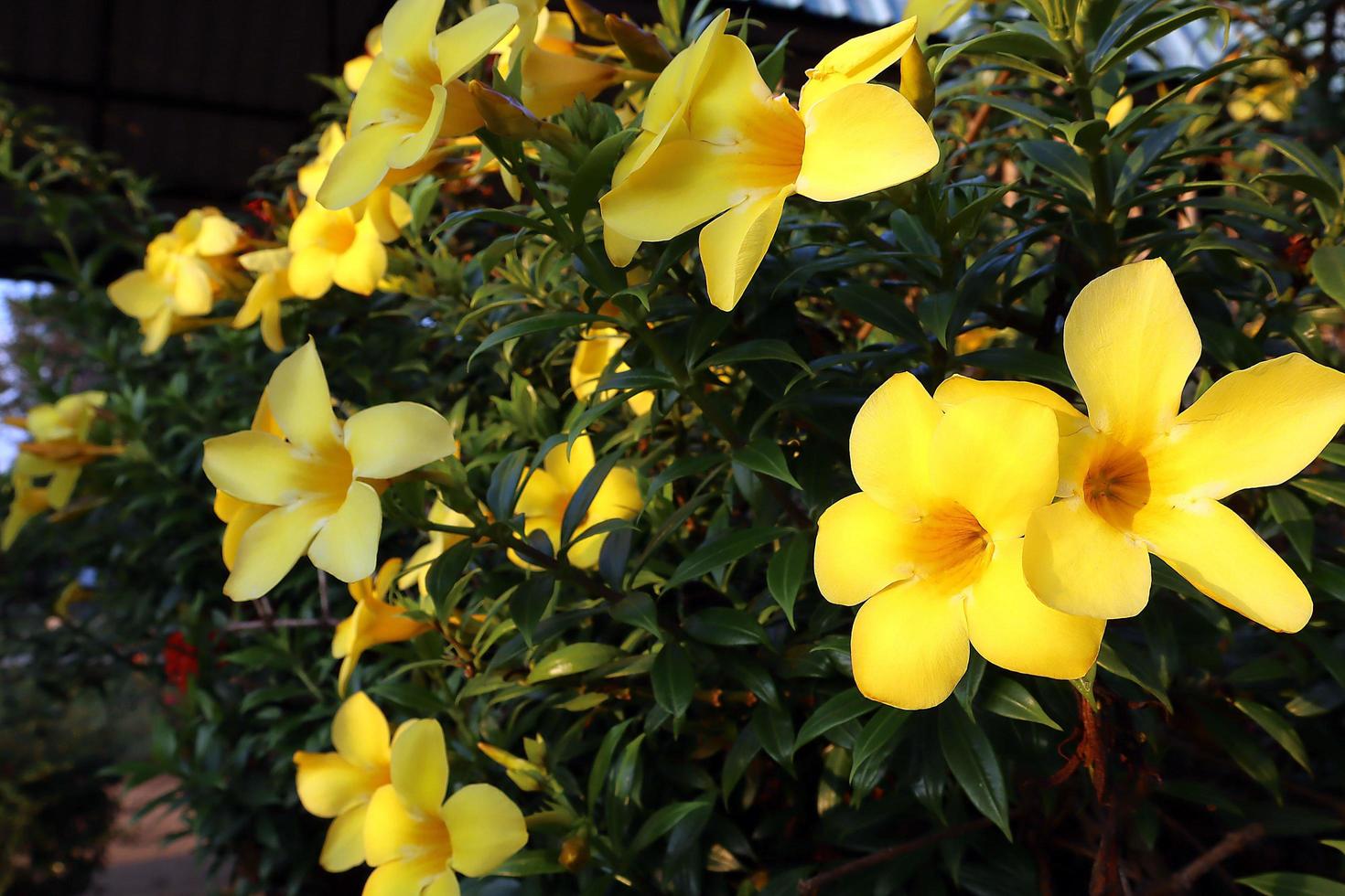 jaune d'allamanda ou largement connue sous le nom de fleur d'or, dans le jardin. photo