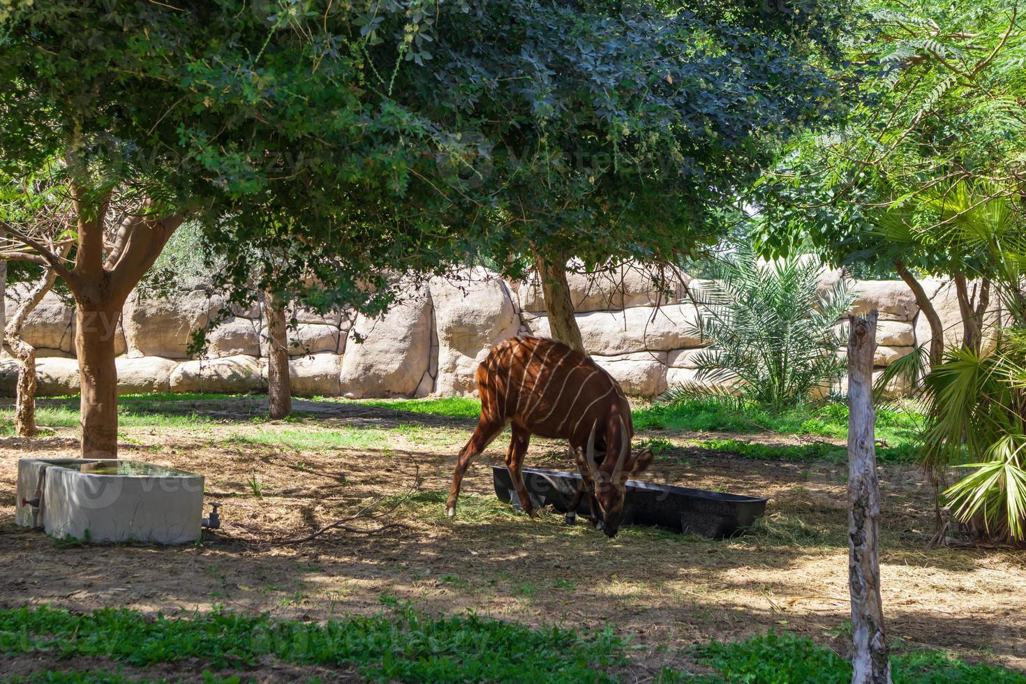 bongo dans le parc photo